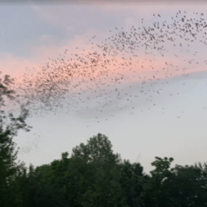 Bat Boat Tour with the Buffalo Bayou Partnership